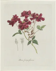 kiinalainen roos (Rosa chinensis Jacq.) Rosa semperflorens (otsikko esineessä)