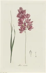 Ixia patentoi isoisän Ixia aristata (otsikko esineessä)