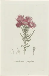 Phaenocoma prolifera Xeranthemum proliferum (otsikko esineessä)