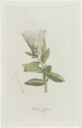 Protea Protea calycina (otsikko esineessä)
