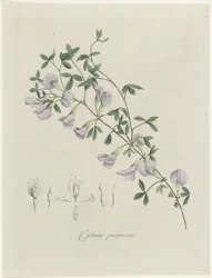 Violetti lahna Purppura Cytisus (otsikko esineessä)