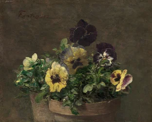 Ruukku orvokki, 1883.