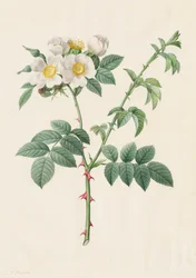 Brier Bush Rose tai Dog Rose Rosa Leucantha, 1817-1824.