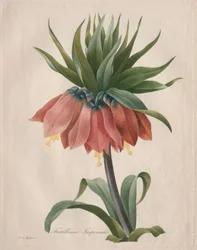 Crown Imperial Fritillary, 1827.