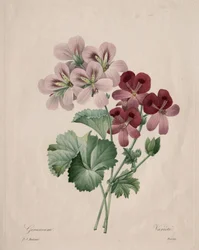 Geranium, 1827.