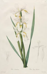 Kultanauhainen Iris, 1812.