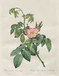 Ruusut: Rosa Villosa Terebenthina, 1817-1824.