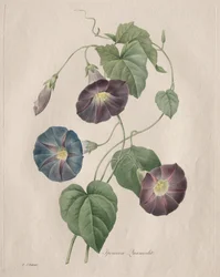 Tähtien kirkkaus Morning-glory, 1827.