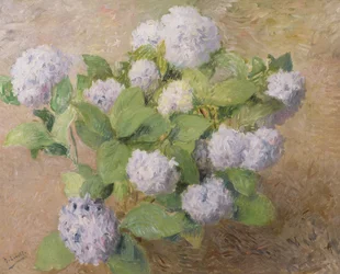 Siniset hortensiat