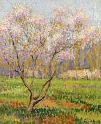 Apple Tree in Blossom; Omenankukkia,