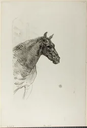 Philibert poni