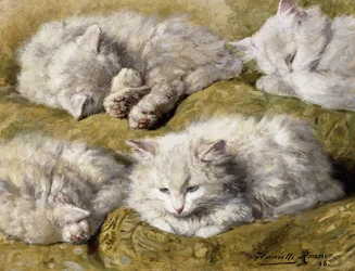 Tutkielmia pitkäkarvaisesta valkoisesta kissasta, 1896