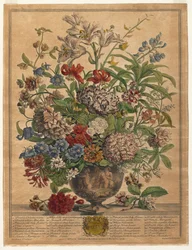 Kaksitoista kuukautta kukkia: heinäkuuta 1730.