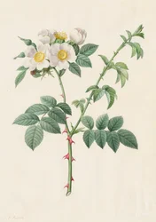 Brier Bush Rose tai Dog Rose (Rosa Leucantha)
