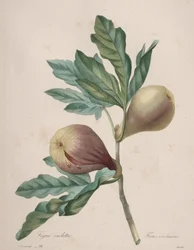 Valinta kauneimmista kukista...kauneimmista hedelmistä: Violet Fig