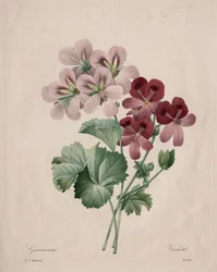 Geranium