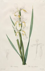 Kultanauhainen iiris