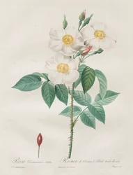 Ruusut: Rosa Damascena, subalba