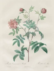 Les Roses: Kanelivaaleanpunainen