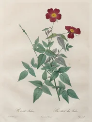Ruusut: Rosa indica