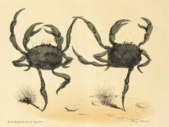 Fantastic Dance from La Caricature, pub. 1831 litografia, 1831.