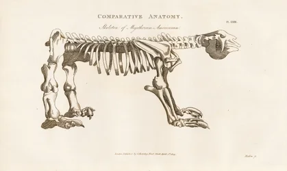 Megatherium americanumin luuranko