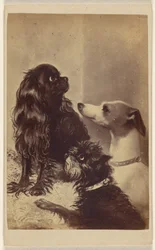 Floss, Daisy ja Fairy; Barroness McCliffordin koirat. Maalannut rouva Pointer.