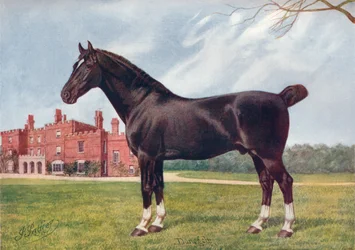 Hackney-ori Danegelt, c1905 c1910