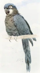 Hyasinttiharakka, noin 1890