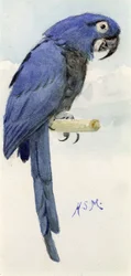 Hyasintti ara, n. 1890