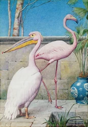 Pelikaani ja flamingo
