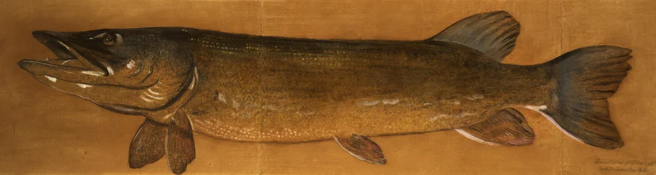 Hauki