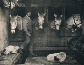 Kapteeni Oates, Terra Novalla siperianponien kanssa, 1911, 1914.