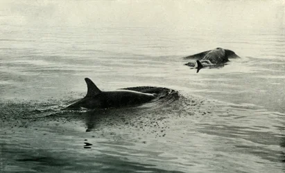Killer Whales Rising To Blow, c19101913, 1913