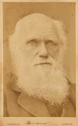 Charles Darwinin muotokuva 1809-1882, 1881.