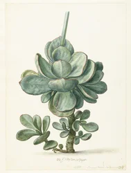 Mehikasvi (Cotyledon orbiculata?)