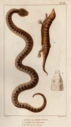 Aesping tai Red Vipere, Skink apteekeista, hänen päänsä ylhäällä." Fauna des Mdecins tai eläinten ja niiden tuotteiden historia, Hippolyte Cloquet” - Volume 6 - 1825.