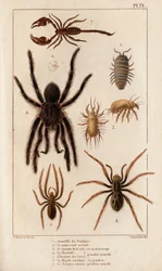 Kauppojen Amardille, syyhyn Sascopte, Tarantula, Araignee ja Skorpioni.