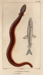 Electric Gymnonote ja Smelt." Fauna des Mdecins tai eläinten ja niiden tuotteiden historia, Hippolyte Cloquet” - Osa 6 - 1825.
