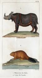 Intian sarvikuono ja kanadalainen majava. Fauna des Médecins tai eläinten ja niiden tuotteiden historia, Hippolyte Cloquet” - Volume 6 - 1825.