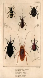 Sikuri Mylabra, hernekärsäkko, vehnäverkko, palmuverkko, Hitch Bacchus, itämainen torakka teoksessa "Lääkäreiden eläimistö tai eläinten ja niiden tuotteiden historia, Hippolyte Cloquet" - osa 6 - 1825.