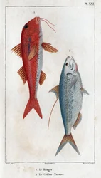 Rouget ja Caillou-Tassart (Caillou Tassart). Teoksessa "Fauna des Medecins tai eläinten ja niiden tuotteiden historia, Hippolyte Cloquet" - Volume 6 - 1825.