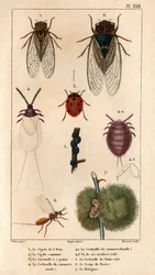 Cigale de l