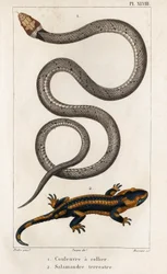 The Collared Snake, Land Salamander." "Fauna des Médecins eli eläinten ja niiden tuotteiden historia, Hippolyte Cloquet" - Osa 6 - 1825.