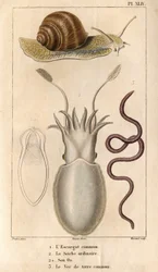 Tavallinen etana, tavallinen seepia, sen luu, tavallinen liero. In "" Fauna of the Docks tai historia eläinten ja niiden tuotteiden historiasta, Hippolyte Cloquet"" - Volume 6 - 1825.