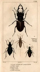 Urosleijan kattoikkuna, luonnollinen koko, Reduve-naamio, tavalliset räpylät, proscarabee Meloe in "" Fauna of lääkärit tai eläinten historia ja niiden tuotteet by Hippolyte Cloquet"" - Volume 6 - 1825.