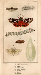 Prosessimainen Bombyce, sen toukka, Marten Bombyce, Murier Bombyce, Silkkitoukka, sen runko, sen krysalidi. In "" Fauna of the Doctors tai historia eläinten ja niiden tuotteiden kirjoittaja Hippolyte Cloquet"" -