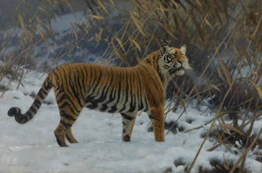 ""Tiikeri lumessa"" (A tiger in the snow) Hugo Ungewitterin maalaus (1869-1944) 1912 Yksityinen kokoelma