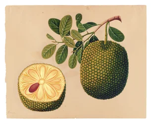 Durianin hedelmät ja lehdet, n. 1815 (läpinäkymätön wc paperilla)