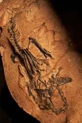Hampaaton keratosaurus selkärankaisten paleontologian ja paleoantropologian instituutissa Xiaotangshanissa, Pohjois-Pekingissä, Kiinassa.